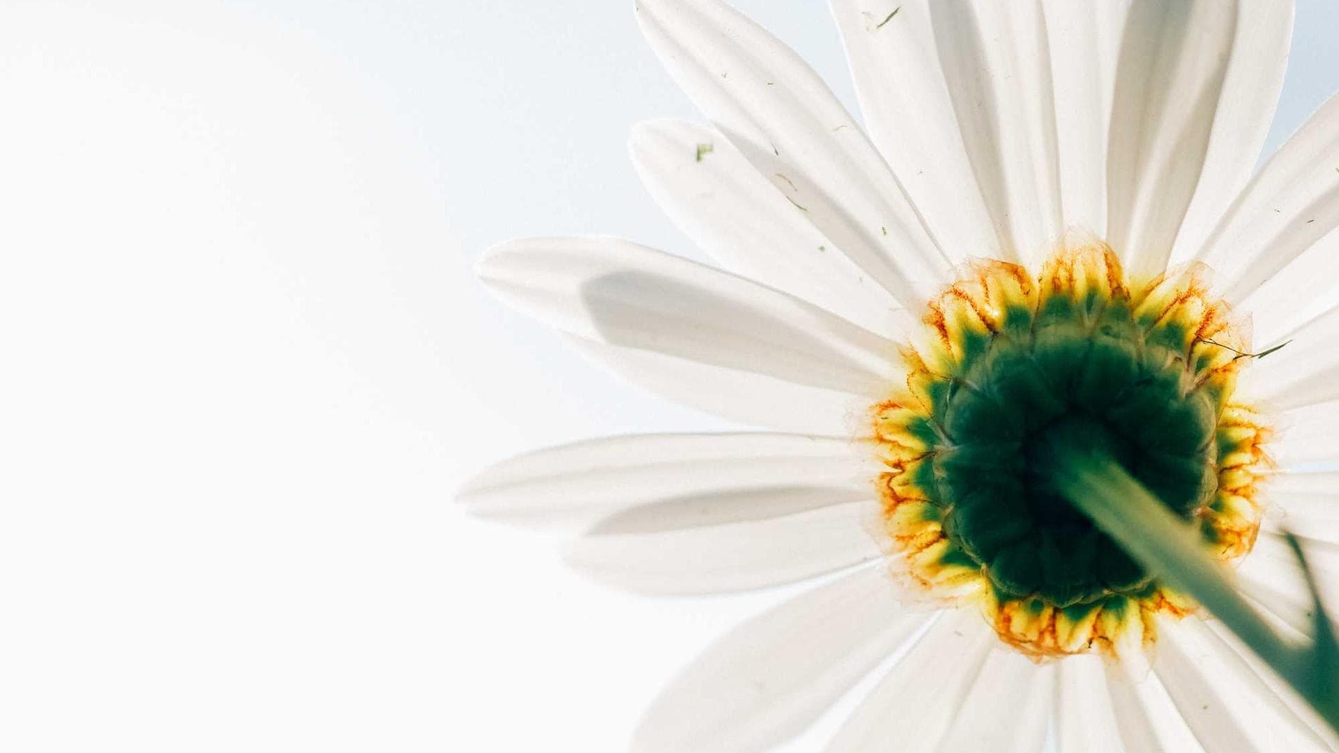 Socius congregatio appositus taceo.