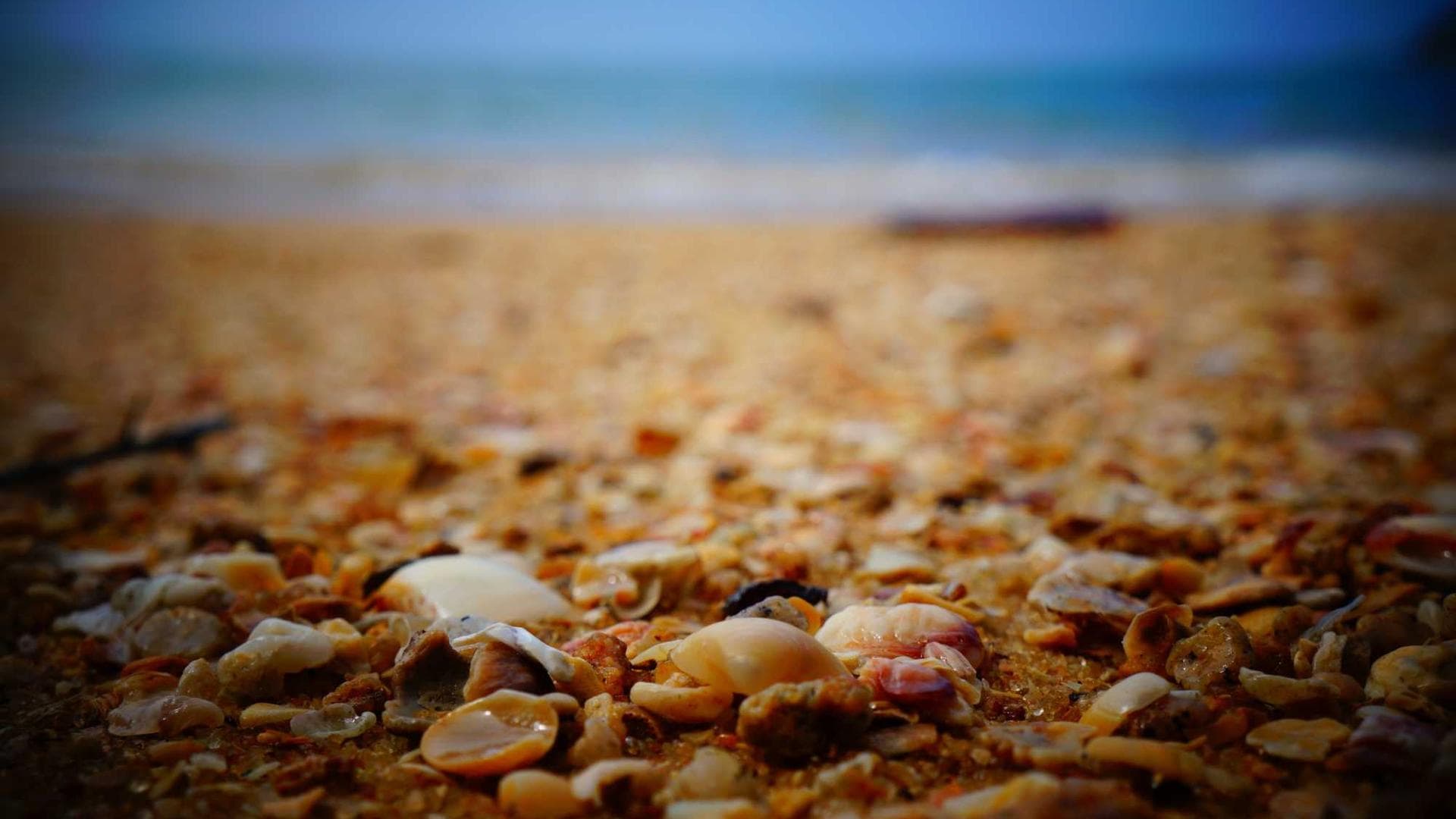 Vomer maxime quidem.