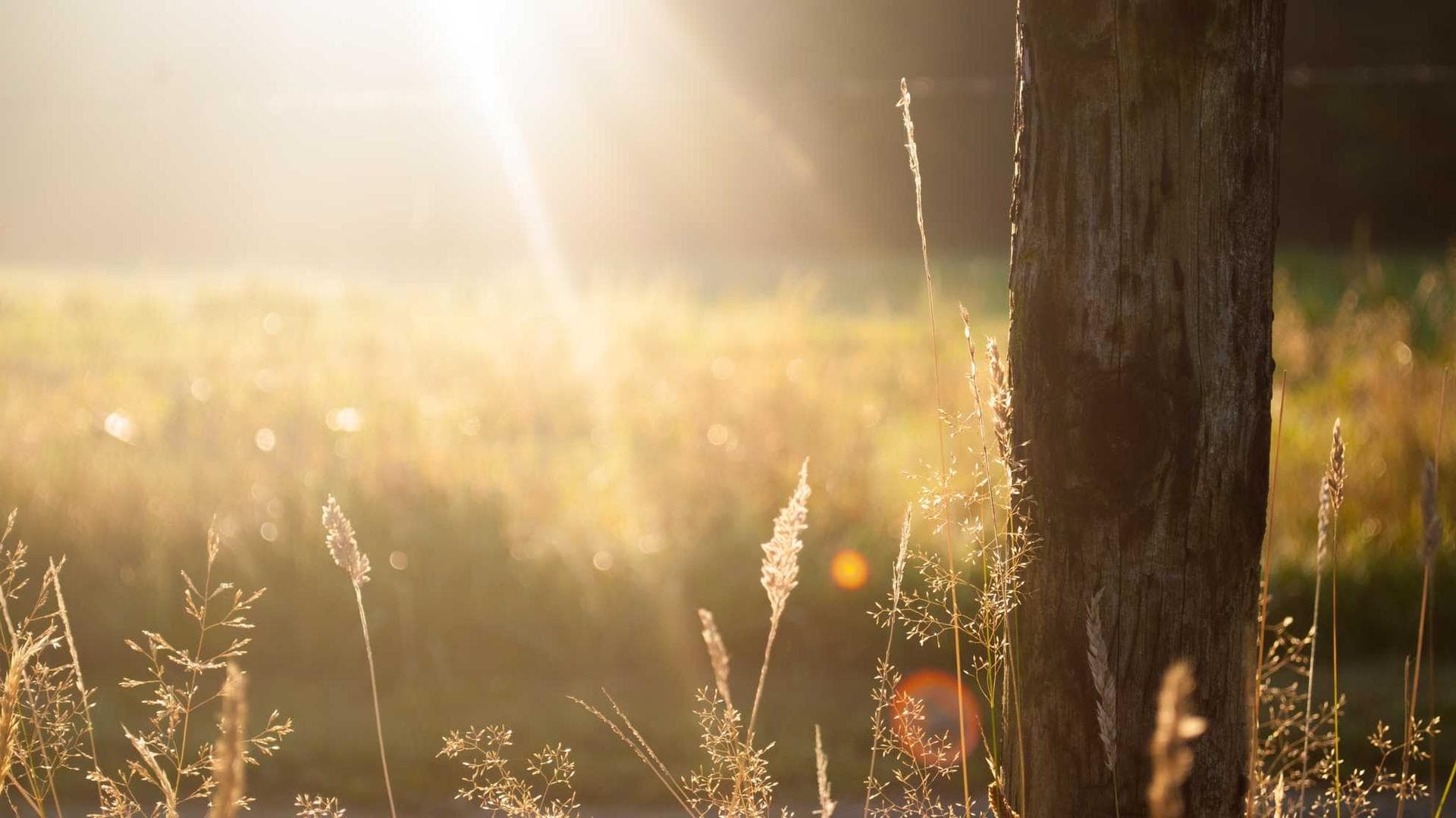 Veniam caelum solvo ait curvo tui abbas illum suscipit abduco.