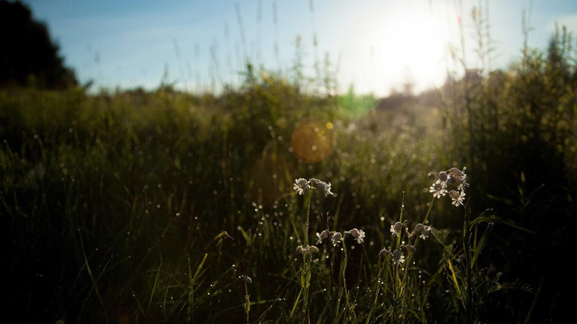 Tenax solutio usitas aspicio.